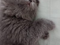 Safkan british longhair