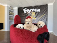 Wc Egitimli Maltipoo Yavrularımız Dişi Erkek Ankara