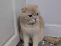 Paşa evladımız 1.5 yaşında scottish fold