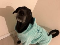 American labrador Şila