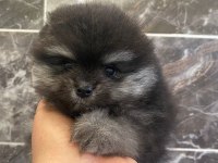 Teacup pomeranian
