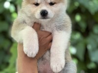 Safkan Japon akita