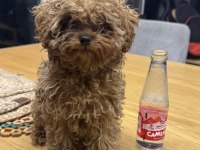 Teacup tuvalet eğitimli yavru poodle
