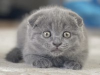 Scottish fold dişi 1.5 aylık yavru