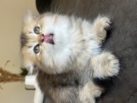 British Longhair Uzun Tüylü Yavrum