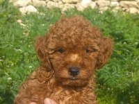 A SINIF CAZİP FİYATA TOY POODLE