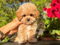ORJİNAL GÜLER YÜZLÜ MALTİPOO YAVRUM