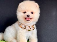 Sevimli Pomeranian Boo Yavrularımız