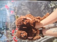 Kore toy poodle bebekler
