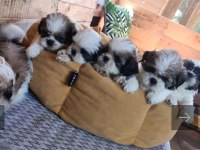 Sağlıklı Shih Tzu Yavrular