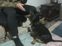 Alanını koruyan akıllı sahibine çok düşkün Doberman köpeği