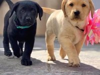 Çikolata ve beyaz renk Labrador Yavruları 