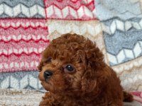 TOY POODLE KÖPEĞİMİZ