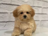 DÜNYA TATLISI F2 MALTİPOO YAVRULARI
