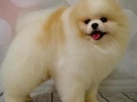 2 erkek ve 1 dişi yavru pomeranian