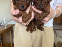 Toy poodle için güvenilir tek adres