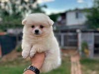 Teslime Hazır Pomeranian Boo Yavruları