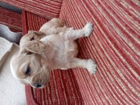 Cavalier king charles bebişler