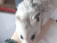 Hamster Pilav Hanım için sevgi dolu yeni bir yuva arayışı !