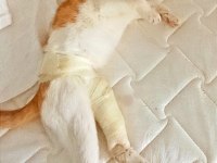 KAZA GEÇİRMİŞ KISIR SARMAN KEDİME ACİL YUVA ARIYORUM.