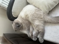 Ücretsiz scottish fold blue point