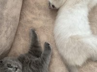 YAVRU KEDİLERİMİZE SICAK YUVA