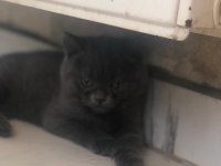 Oyuncu british shorthair dişi tuvalet eğitimi var 2 aylık