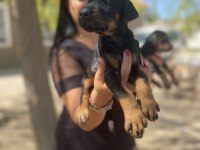 King doberman yavrularım