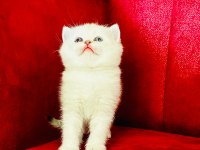 British shorthair scottish