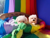Muhteşem maltese terrier yavrularımız
