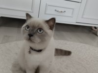 Kedimiz Lucy yeni yuva arıyoruz