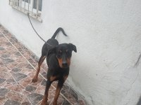 10 aylik dişi doberman