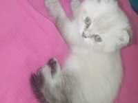 British Shorthair Güzel Yavrum