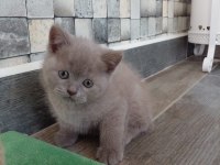Sevimli scottish fold yavru kedicikler