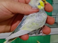Rainbow muhabbet kuşu yavruları