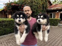 Alaskan Malamute Yavrularımız