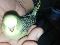 Yavru muhabbet kuşu
