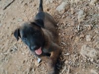 Sağlık Ve Irk Garantili Belçika Malinois Yavrularımız 
