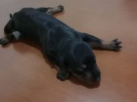 Doberman yavrularımız sahiplendirilecektir