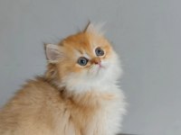 British longhair yavrularımız yeni yuvalarını arıyor