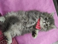 Oyuncu chinchilla miniğimizi sahiplendiriyoruz