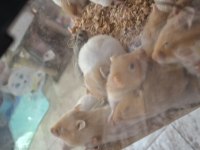 Suriye hamster yavrularımız