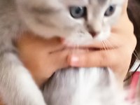 Sevimli oyuncu scottish fold
