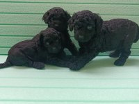 Black Toy Poodle Bebeklerimiz