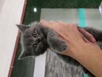 Nazlımın scottish fold bebekleri