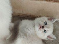 Blue point scottish fold yavrular