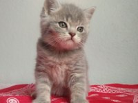 Bakımlı eğitimli sağlıklı british shorthair köftemiz