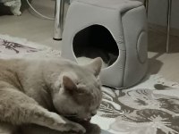 BRİTİSH SHORTHAİR 1 YAŞINDA EVCİL KEDİ