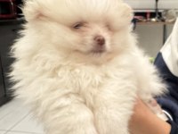 Beyaz pomeranian çocuğu