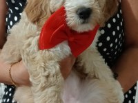 BİZ ÇOK TATLI KÖPEKLERİZ
